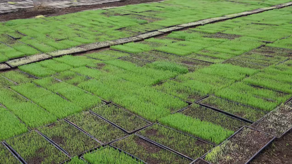 �Զ�������+��ữ���� ����ȫ���ƽ��絾��������