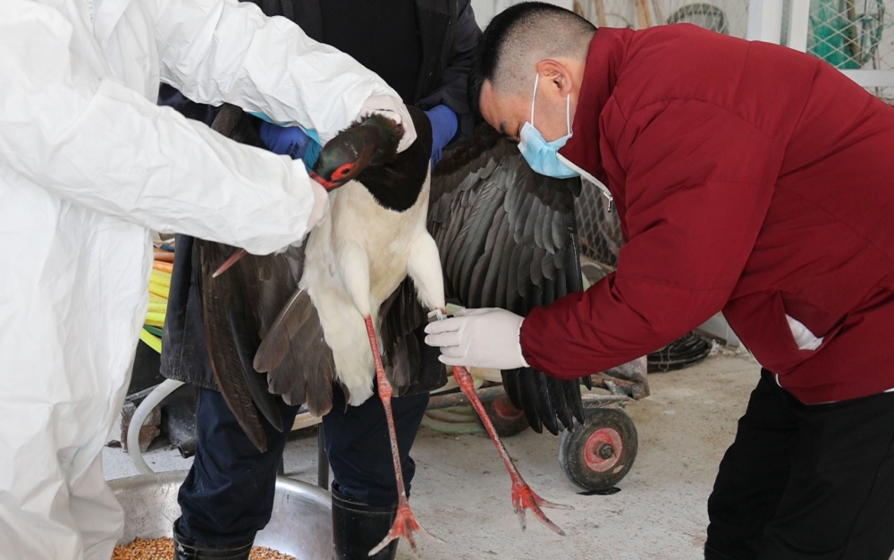 �����д���è���������տ��� չ�᷵��